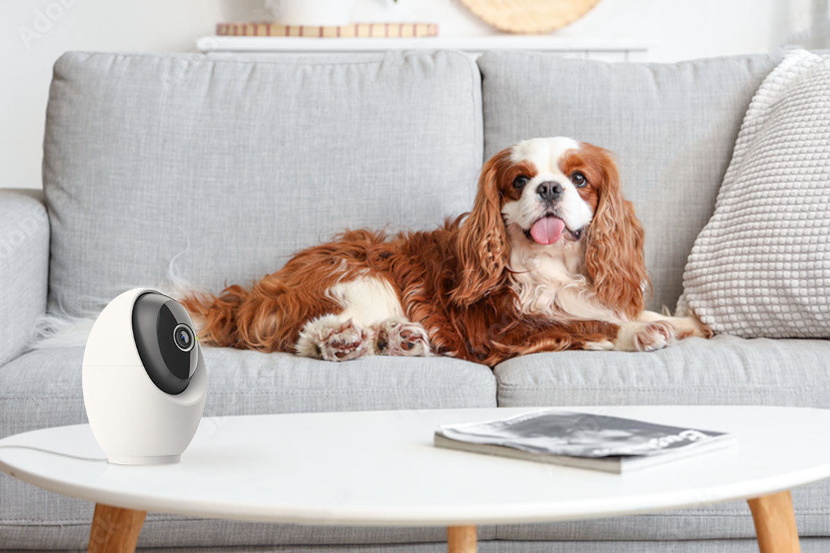 How To Leave Your Dog Home Alone